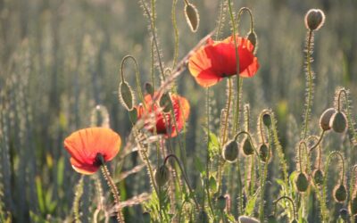 Jesus – navnet over alle navn