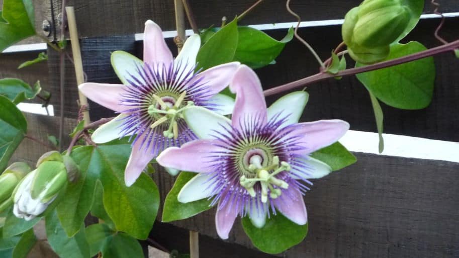 Hvor finner jeg Jesus?